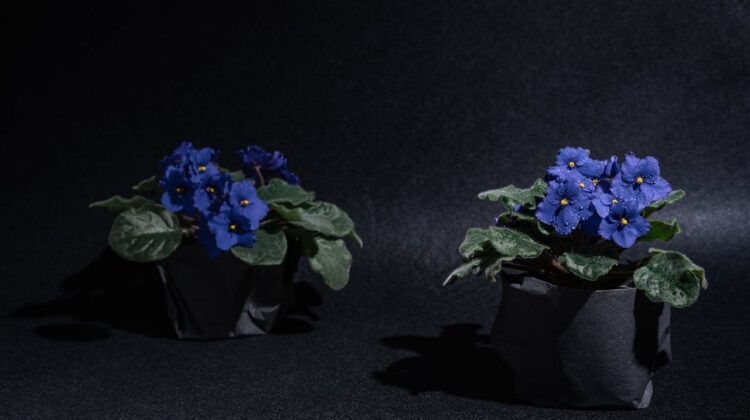 Violeta de Parma – ingrijire si sfaturi pentru flori abundente