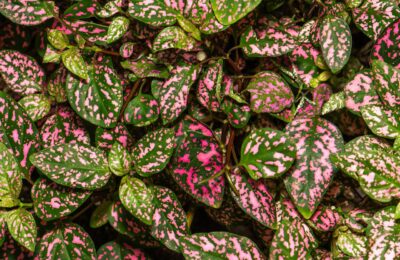 Frunze de Hypoestes