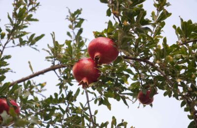 Fructe de rodiu