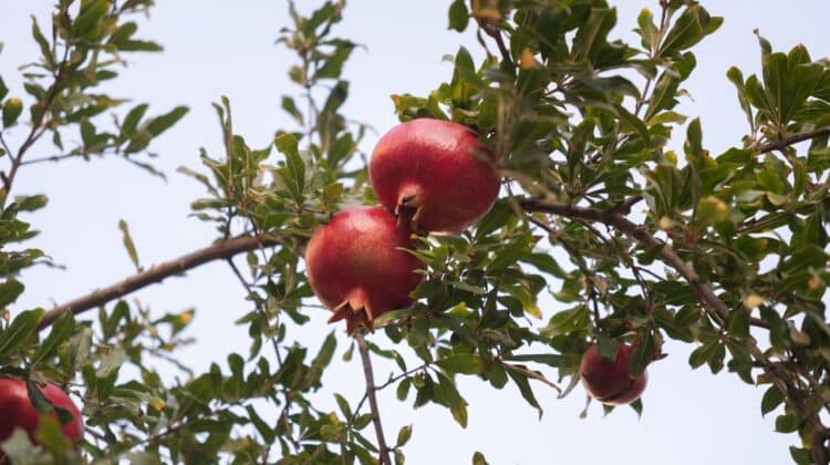 Ghid de crestere a rodiului la ghiveci sau in gradina