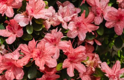 Flori azalea roz