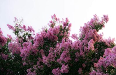 Coroana de liliac indian