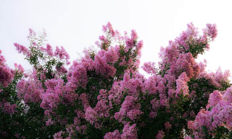 Coroana de liliac indian