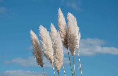 Iarba de pampas