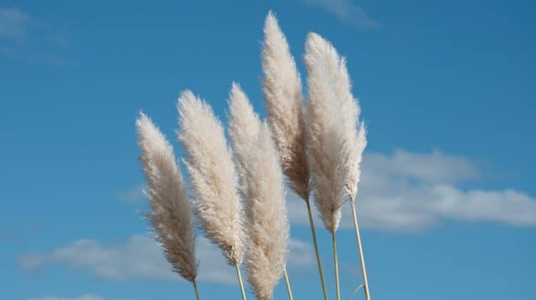 Iarba de Pampas – Cum sa o cresti si sa o ingrijesti pentru un aspect spectaculos