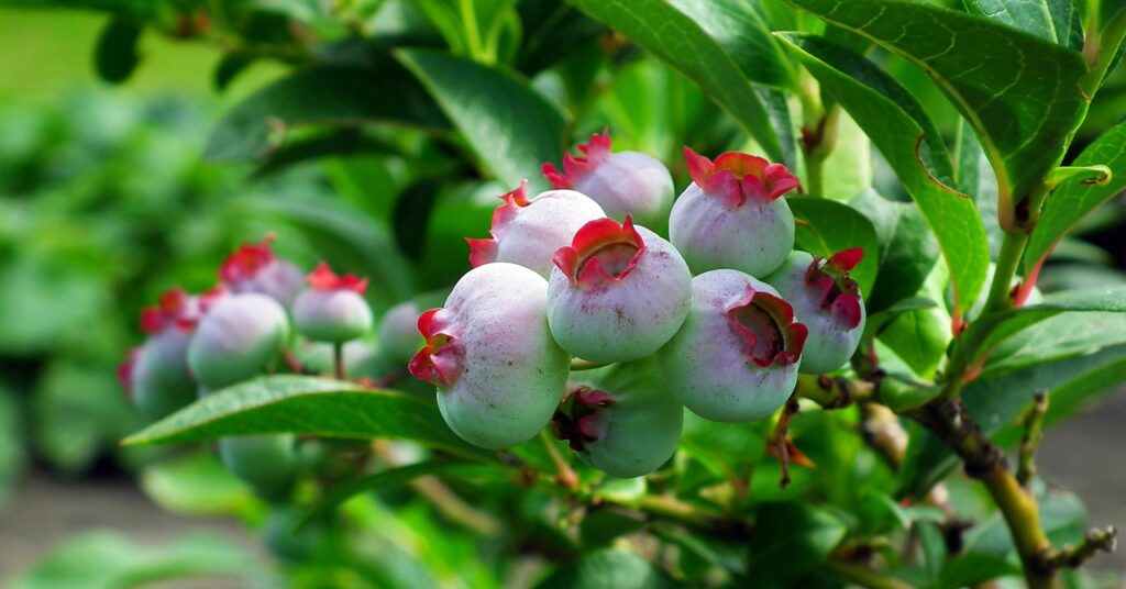 Fructe de afin