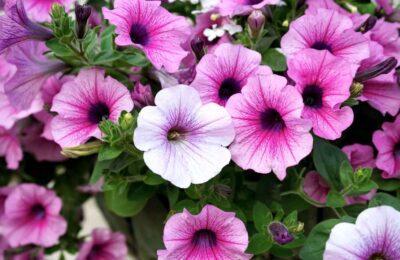 Petunia cu flori roz si albe