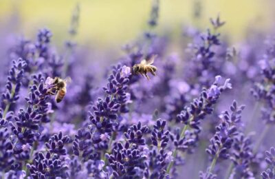 Albine polenizand lavanda