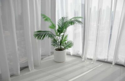 Palmier areca la ghiveci