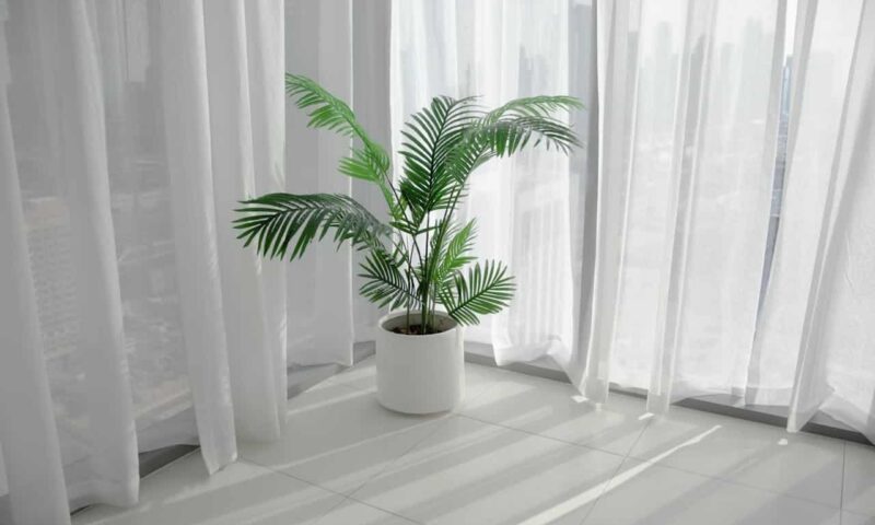 Palmier areca la ghiveci