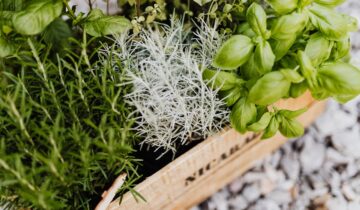 Plante Aromatice Care Pot Fi Cultivate in Bucatarie in Sezonul Rece