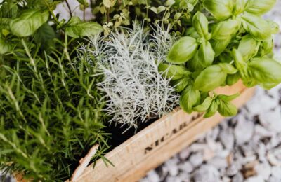 Plante aromatice la ghiveci