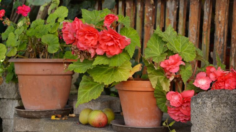 Cum pregatesti plantele de apartament pentru toamna