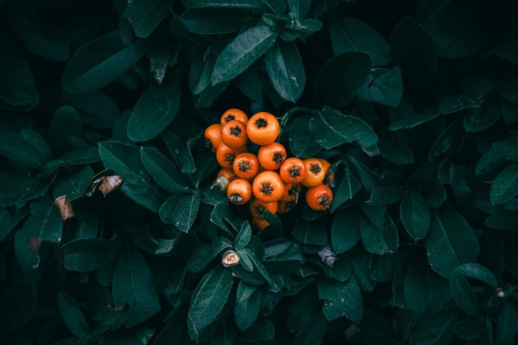 Fructe galbene de piracanta