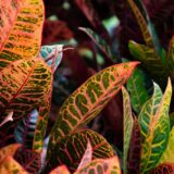 Frunze de croton