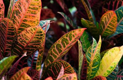 Frunze de croton