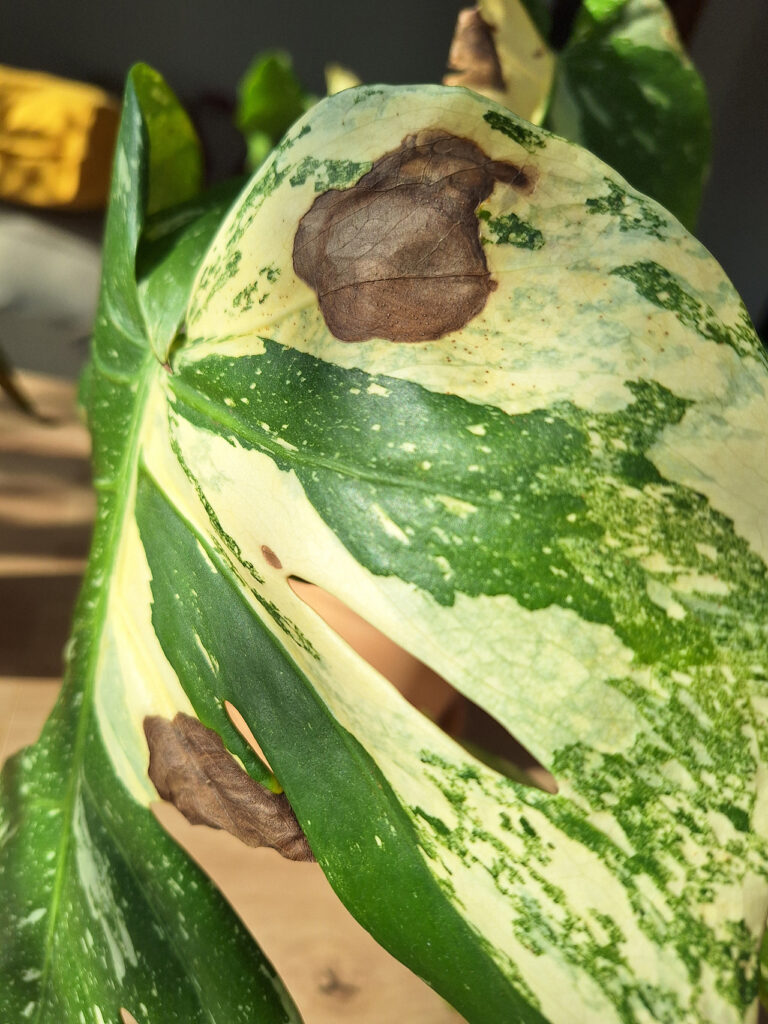 Frunza matura cu pete