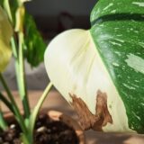 Pete maro monstera thai