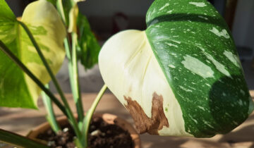 Pete Maro pe Frunzele Variegate: Ghid Complet pentru Monstera Thai si Albo