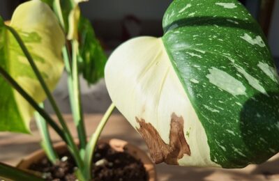 Pete maro monstera thai