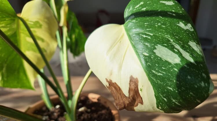 Pete Maro pe Frunzele Variegate: Ghid Complet pentru Monstera Thai si Albo