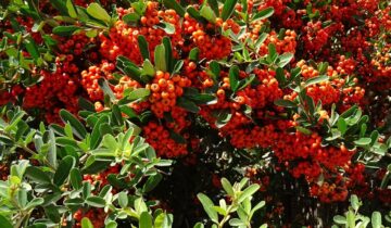 Piracanta: Arbusti Decorativi cu Fructe de Foc pentru Gradina Ta