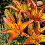 Flori de crin asiatic