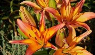 Crinul Asiatic – ingrijire, udare, sol si varietati pentru o inflorire spectaculoasa