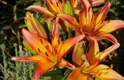 Flori de crin asiatic