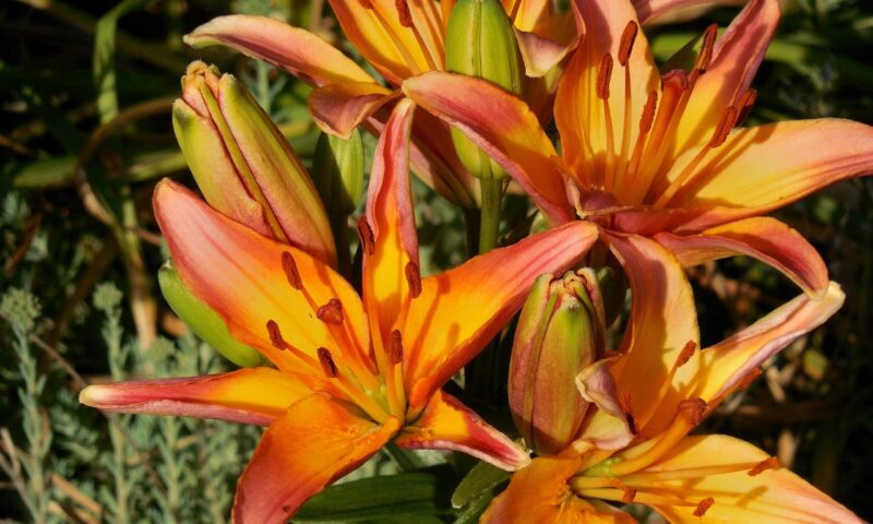 Flori de crin asiatic