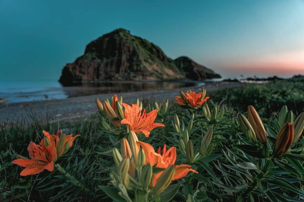 Crin asiatic in natura